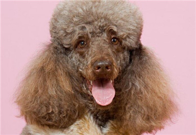 大巨型贵宾犬多少钱一只,巨型贵宾犬价格多少钱一只