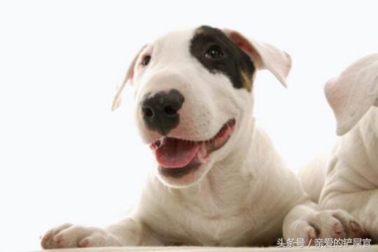 学会这一招狗狗再也不会乱拉乱尿,学会这几招没人再敢欺负你