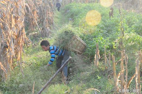 不会掂镰割草，你就算不上地道的河南农村娃