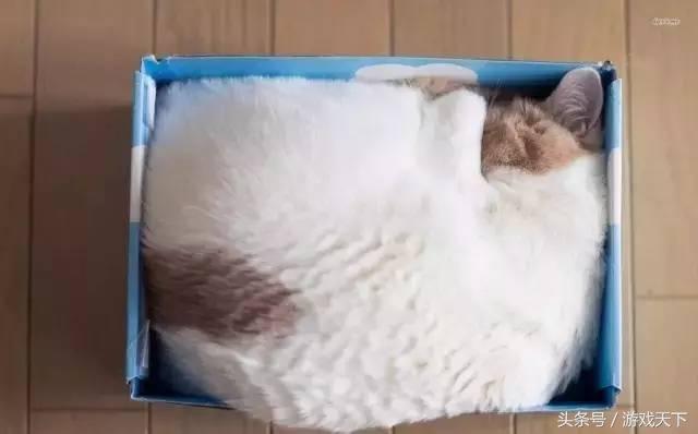 变戏精的猫,风情万种的猫