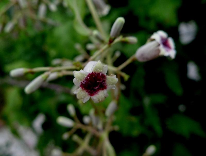鸡屎藤能祛邪避病,臭鸡屎藤的危害