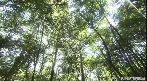 神奇的学校有哪些,神奇的学校完整版国语版