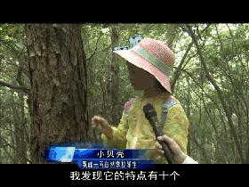 神奇的学校有哪些,神奇的学校完整版国语版