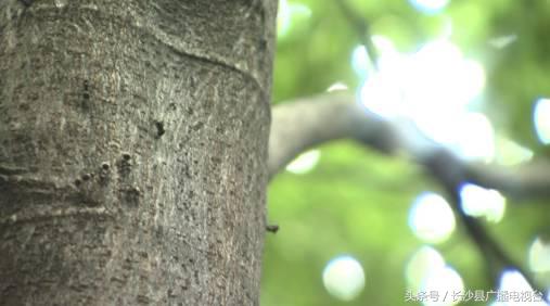 神奇的学校有哪些,神奇的学校完整版国语版