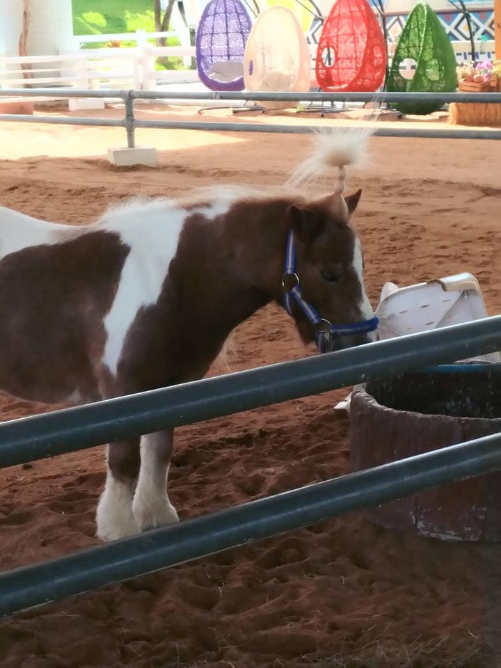 泰国曼谷芭提雅跟团游攻略,泰国曼谷芭提雅旅游一日游攻略