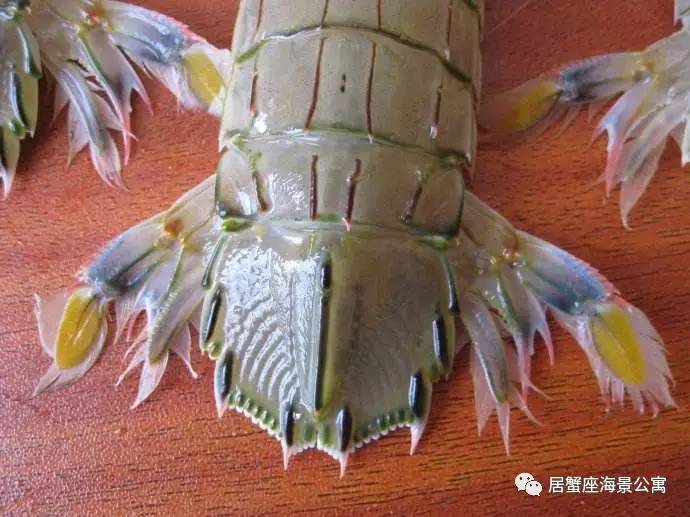 攻略｜老渔民亲传“扒虾秘籍”，皮皮虾我们走！