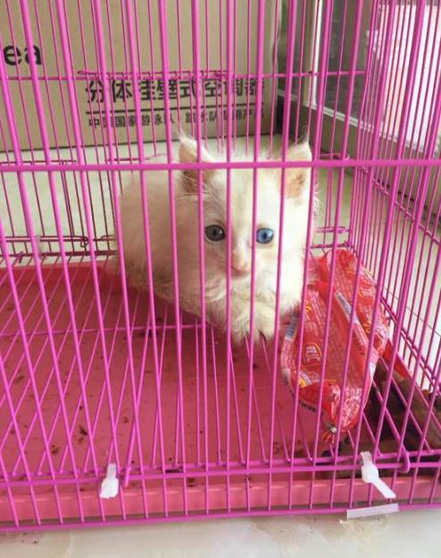 捡到200多只小猫,取快递碰到的小猫