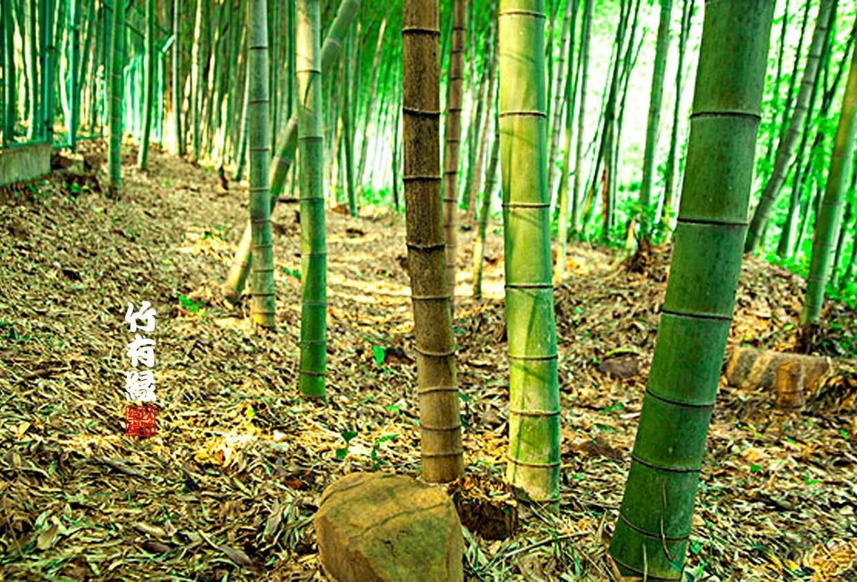 竹病害最佳防治方法,竹子养护小知识