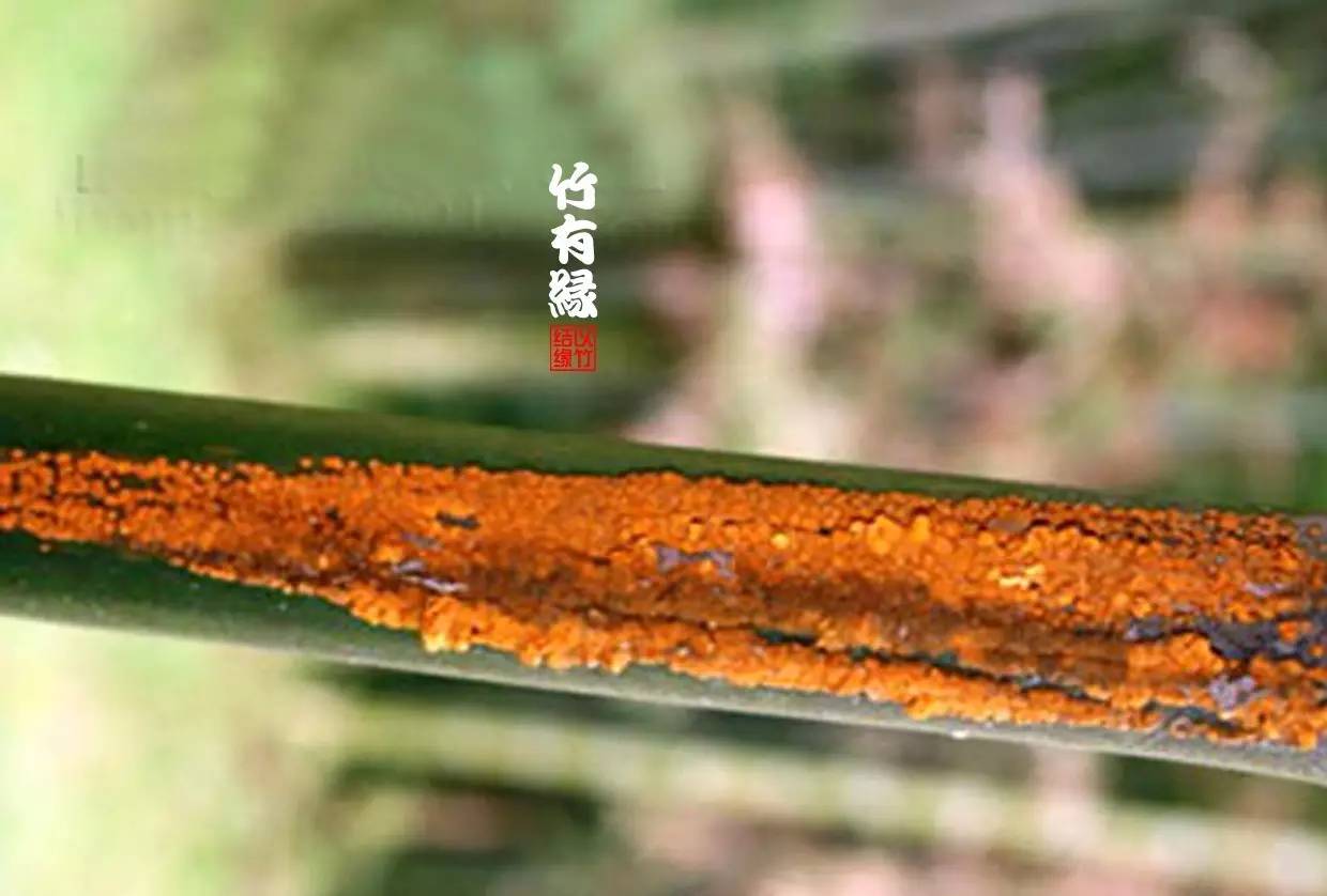 竹病害最佳防治方法,竹子养护小知识
