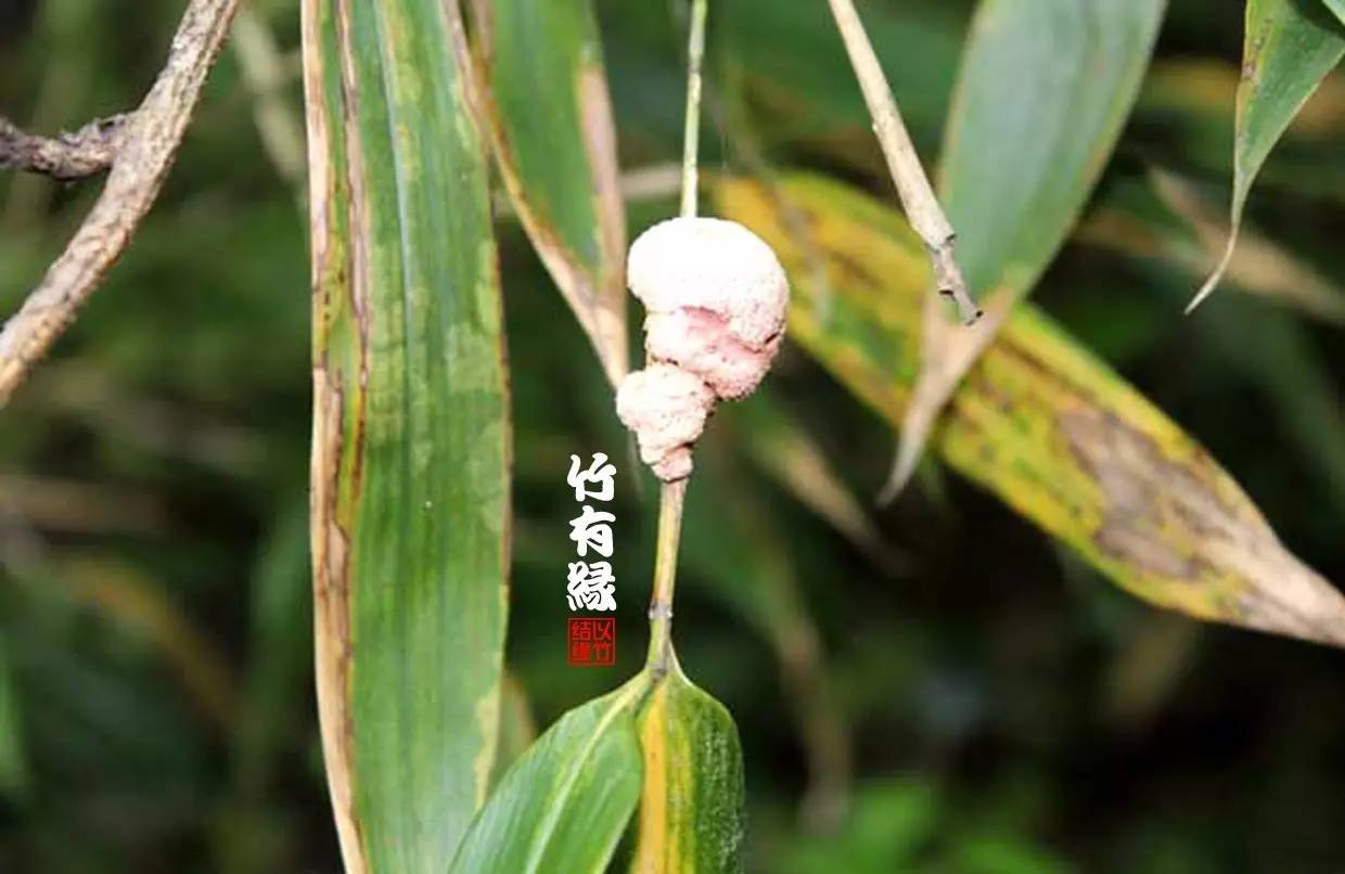 竹病害最佳防治方法,竹子养护小知识