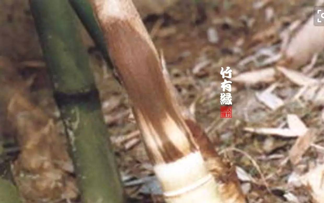 竹病害最佳防治方法,竹子养护小知识