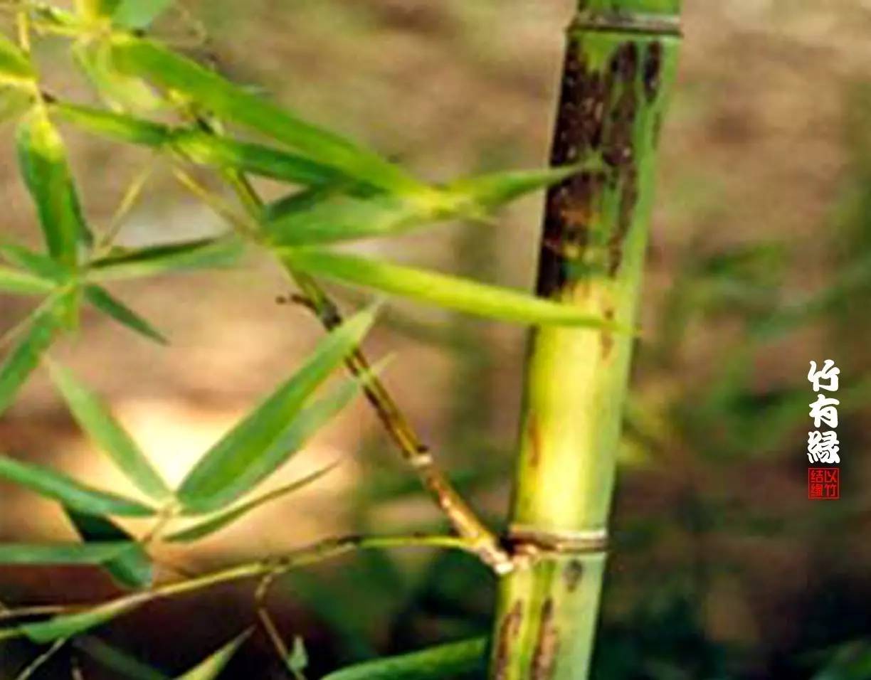 竹病害最佳防治方法,竹子养护小知识