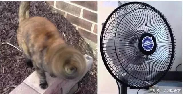 变戏精的猫,风情万种的猫