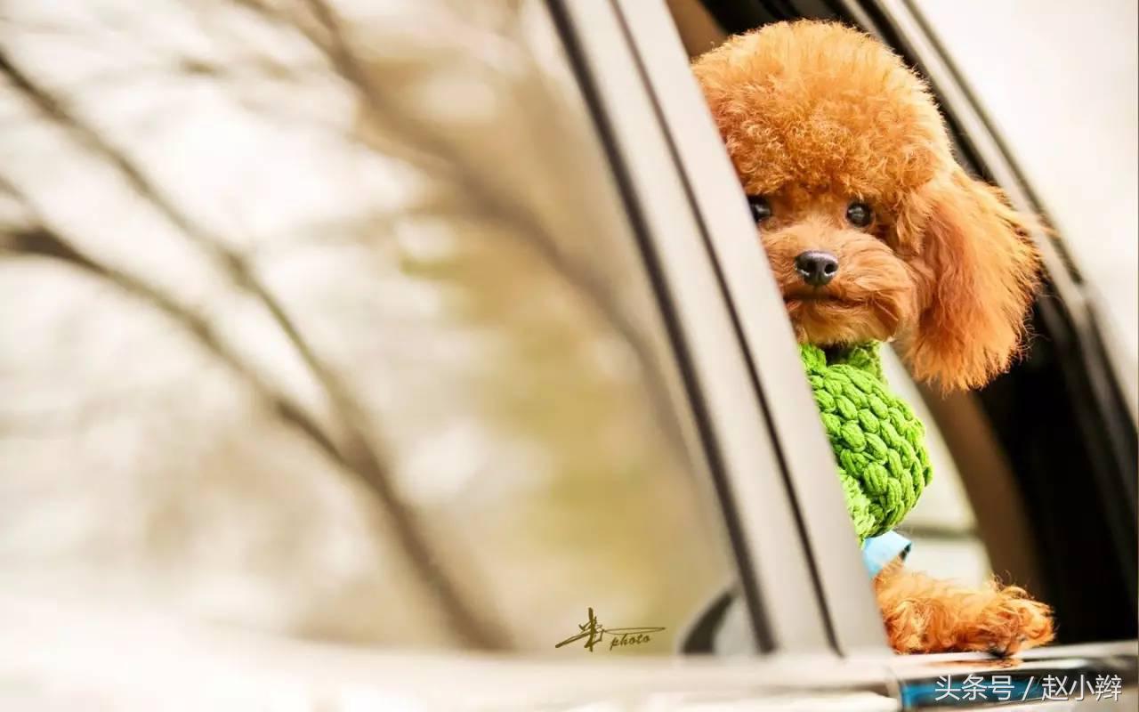 狗狗身上有臭味是什么原因引起,狗狗身上老是有难闻的气味咋办