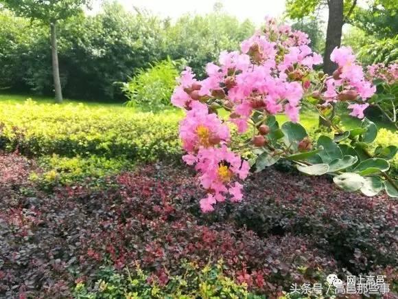 高邑今天的事,高邑那些事