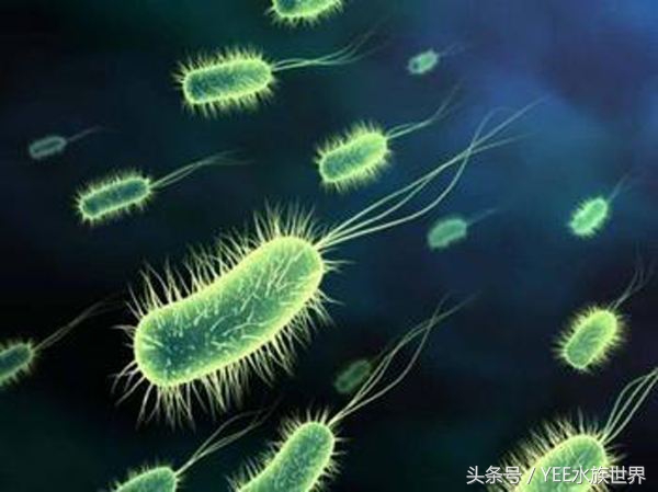 只加硝化细菌不换水能降低氨氮,每次换水之后必须加硝化细菌吗