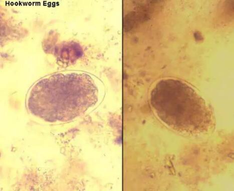 法斗寄生虫有哪些,法斗小肠寄生虫感染