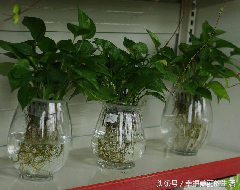 水培绿萝多少天换一次水,水培绿萝转土培绿萝黄叶怎么办