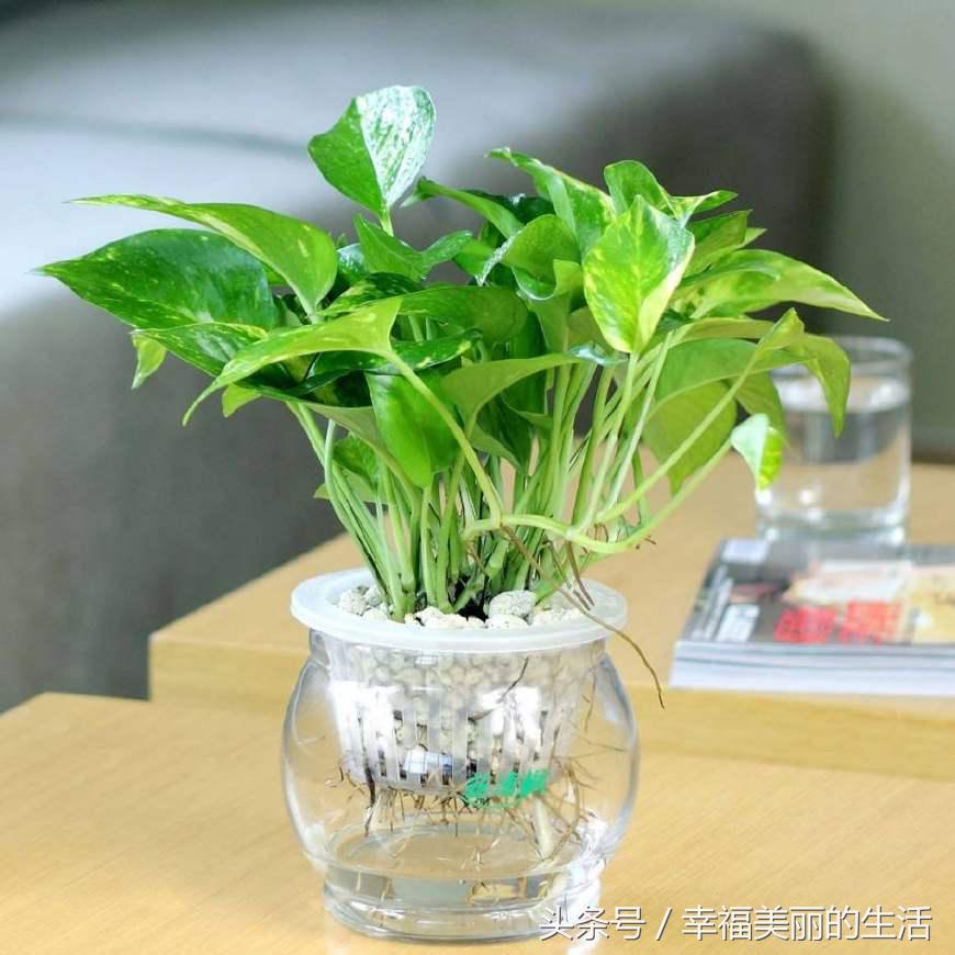 水培绿萝多少天换一次水,水培绿萝转土培绿萝黄叶怎么办