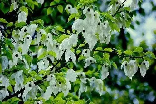 太精辟!一句话形容贵州88区县,看到自己的家乡笑死了!哈哈哈