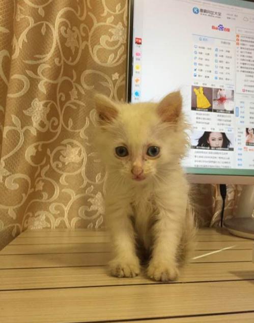 捡到200多只小猫,取快递碰到的小猫