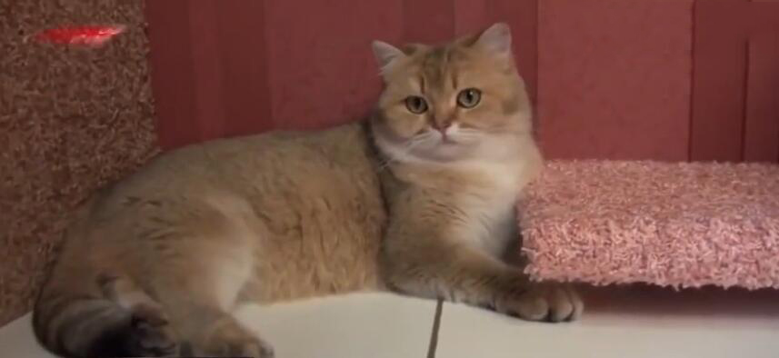 中国最贵的十种宠物猫,最贵的宠物猫有哪些