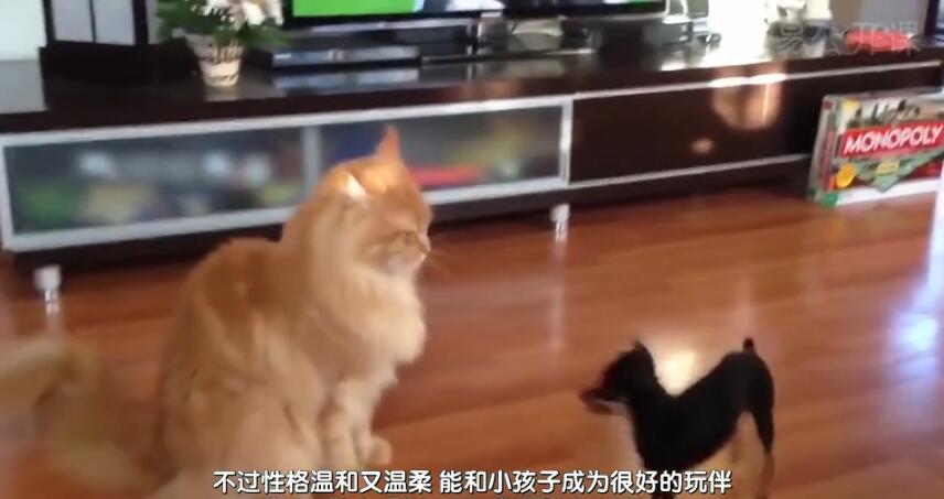 中国最贵的十种宠物猫,最贵的宠物猫有哪些