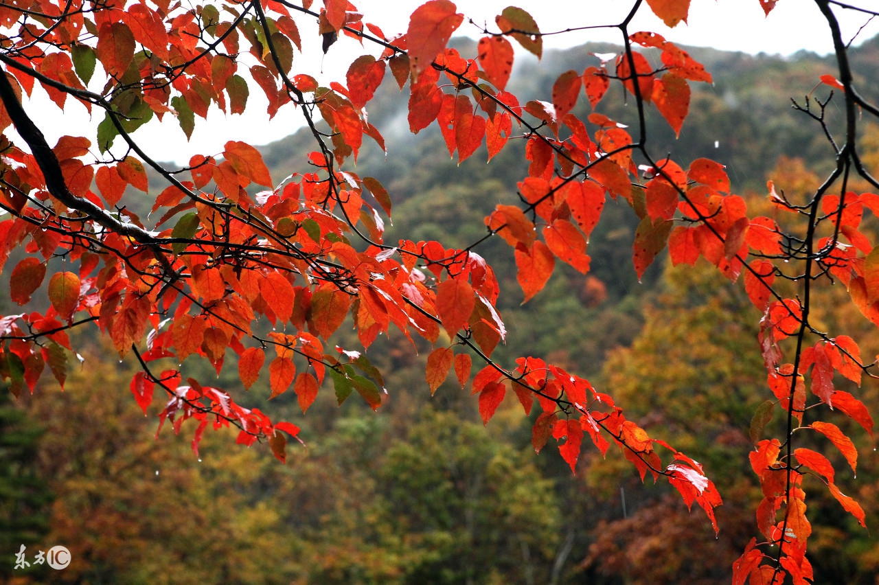 2017242期福彩3D:直落号斜连号隔期号都比较重要