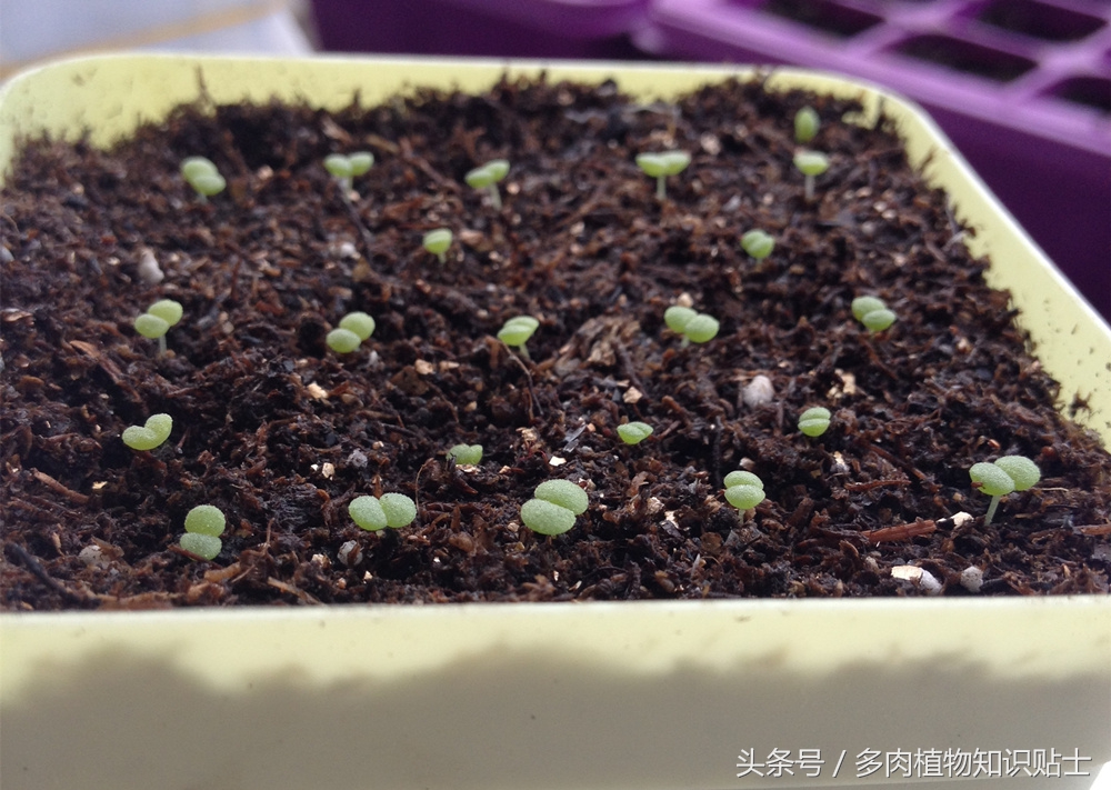 适合重庆养的多肉,重庆适合养多肉