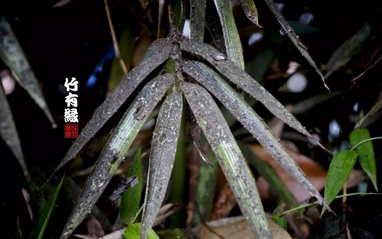 竹病害最佳防治方法,竹子养护小知识