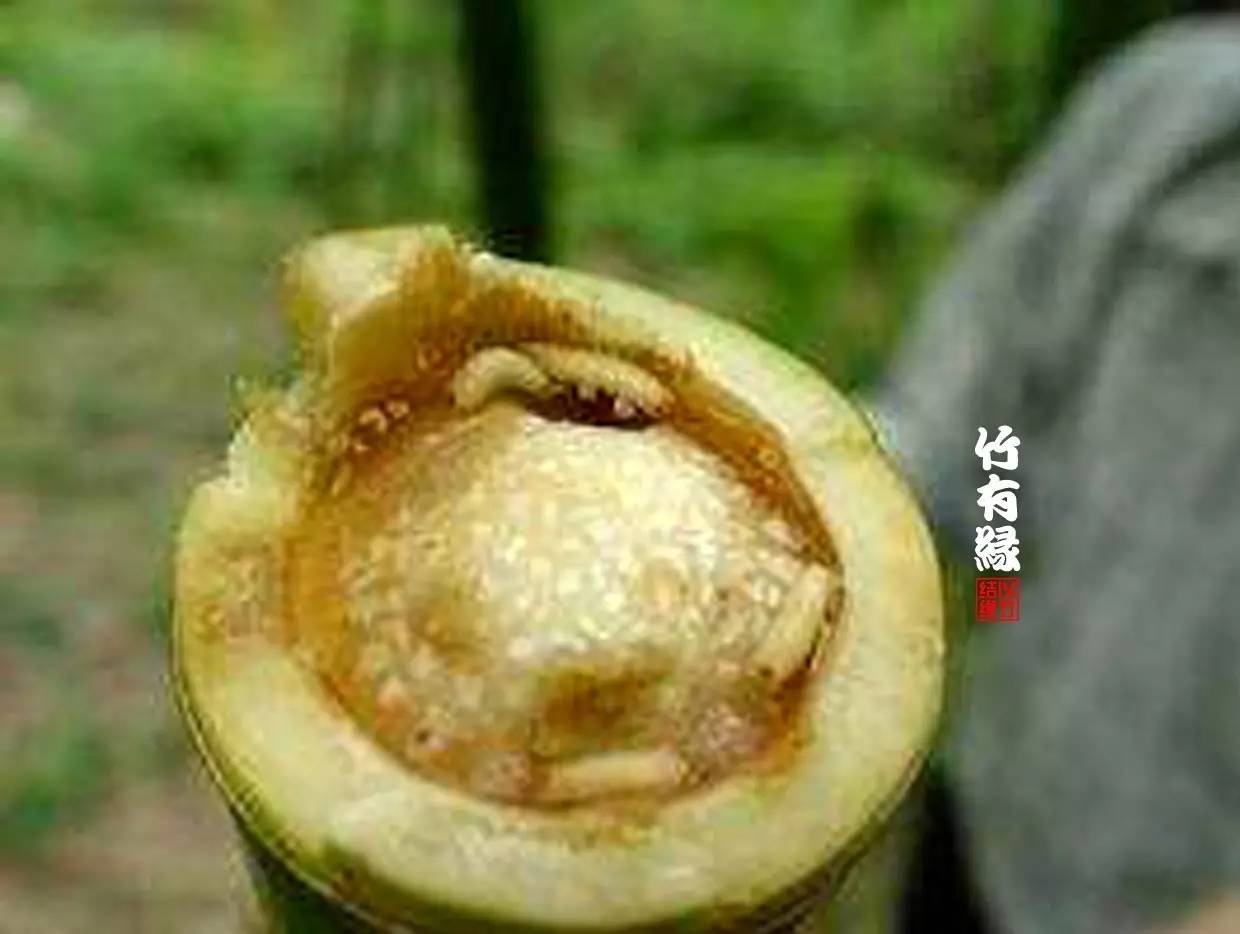 竹病害最佳防治方法,竹子养护小知识