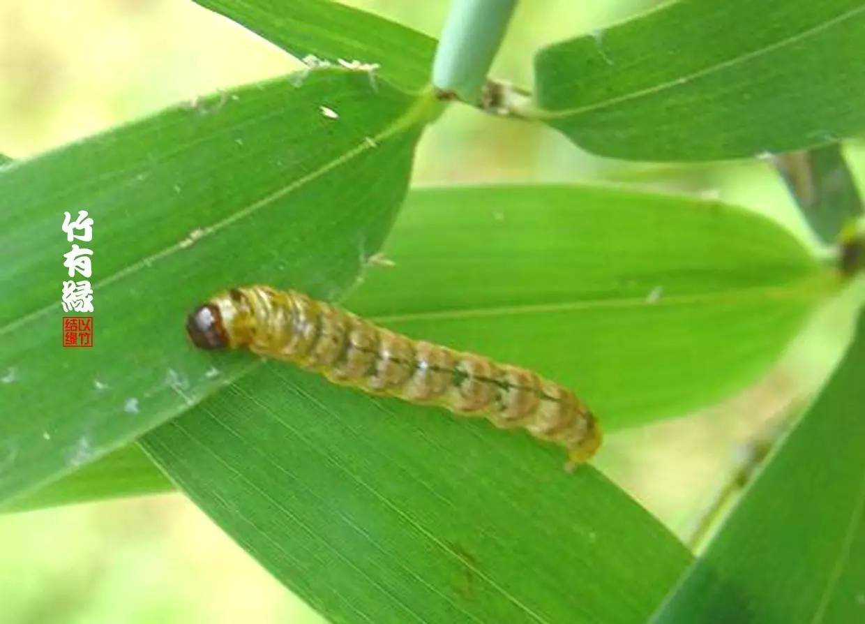 竹病害最佳防治方法,竹子养护小知识