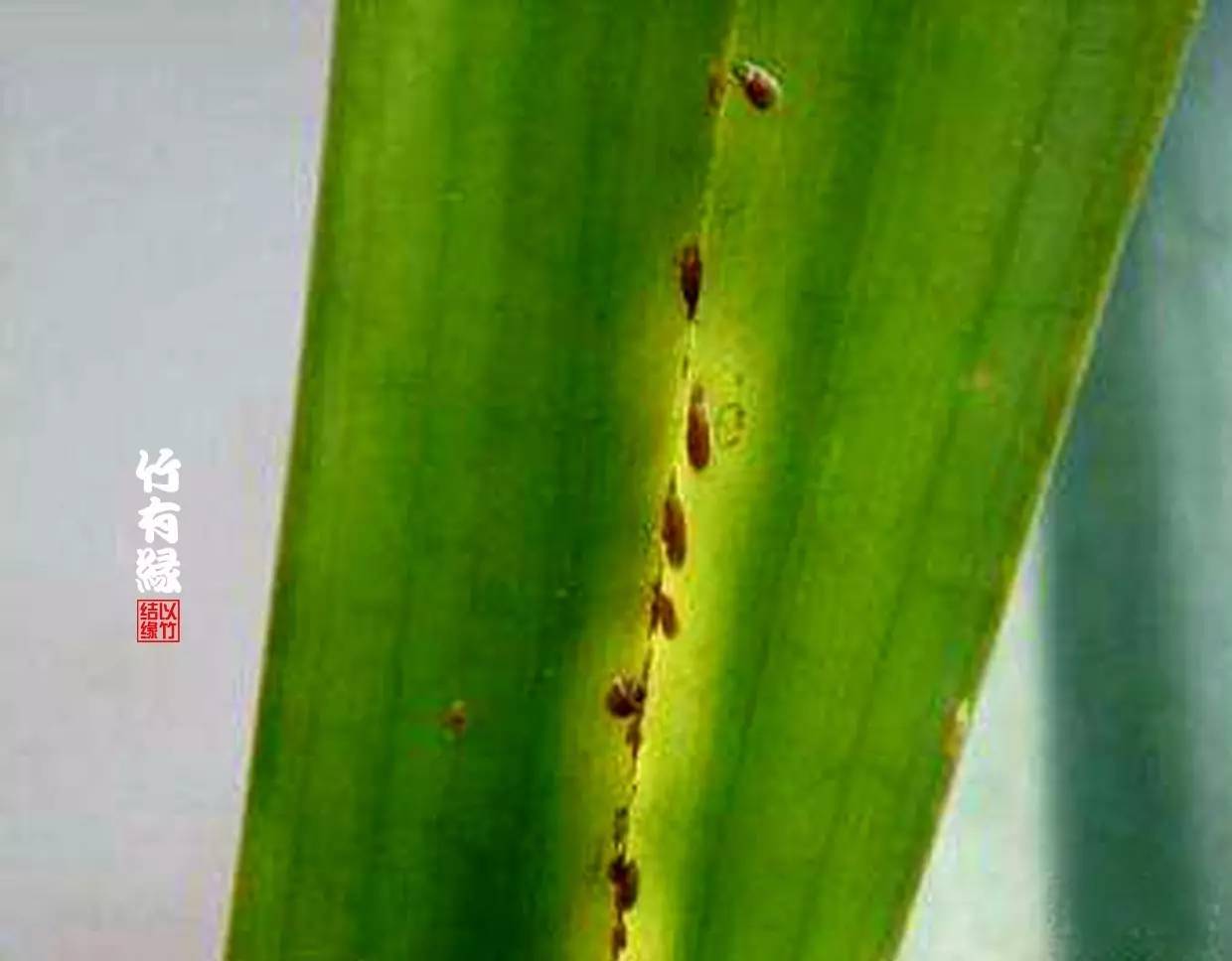 竹病害最佳防治方法,竹子养护小知识