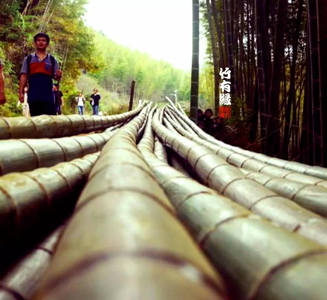 竹病害最佳防治方法,竹子养护小知识