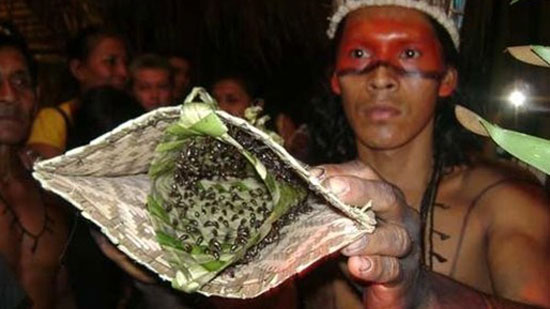 世界泰坦昆虫,可怕昆虫介绍