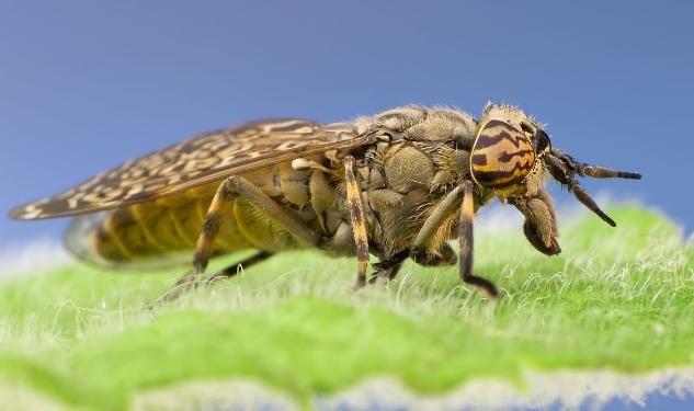 世界泰坦昆虫,可怕昆虫介绍