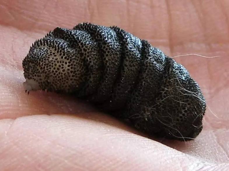 世界泰坦昆虫,可怕昆虫介绍