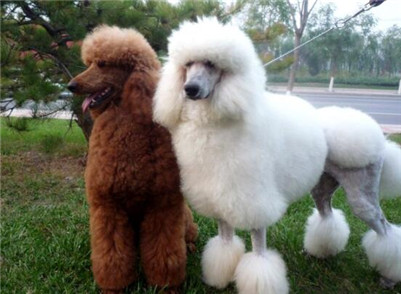 大巨型贵宾犬多少钱一只,巨型贵宾犬价格多少钱一只