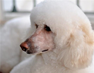 大巨型贵宾犬多少钱一只,巨型贵宾犬价格多少钱一只