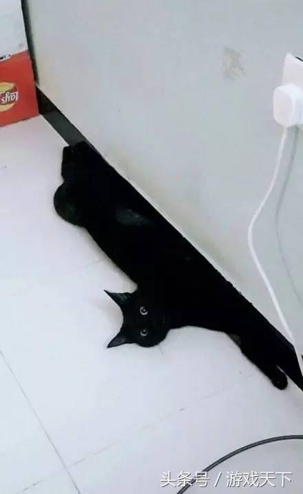 变戏精的猫,风情万种的猫