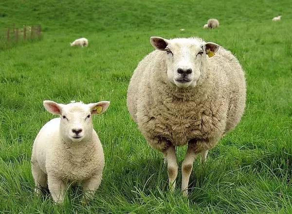 nivea面霜白瓶,nivea蓝瓶美白身体乳