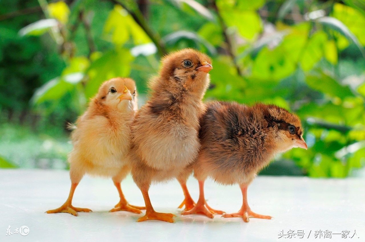 养殖鸡驱虫消毒用什么药好,养鸡出现鸡瘟怎么消毒