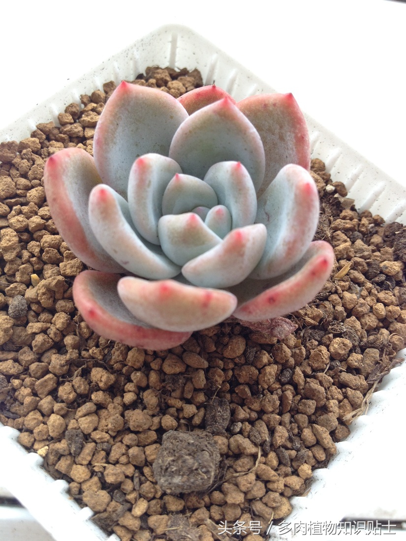 适合重庆养的多肉,重庆适合养多肉