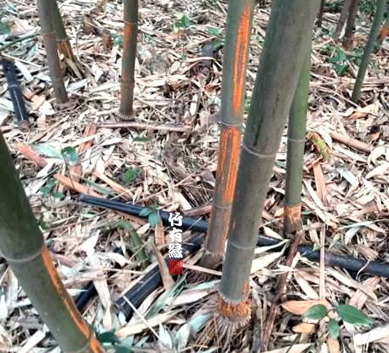 竹病害最佳防治方法,竹子养护小知识