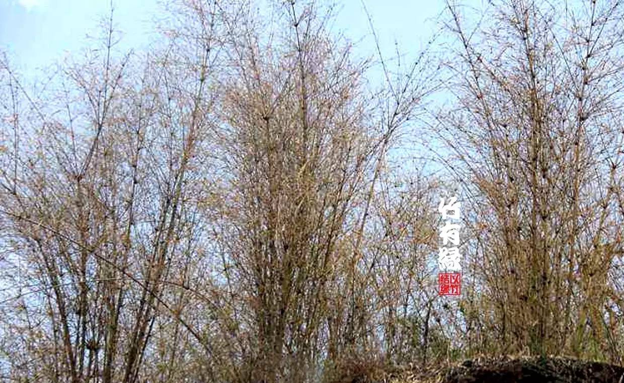 竹病害最佳防治方法,竹子养护小知识