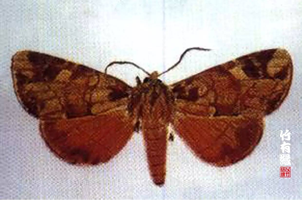 竹病害最佳防治方法,竹子养护小知识