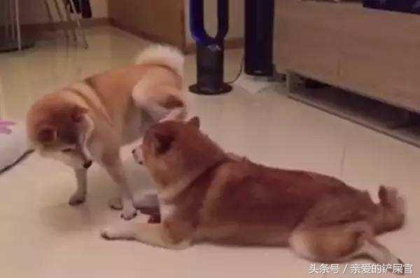 学会这一招狗狗再也不会乱拉乱尿,学会这几招没人再敢欺负你