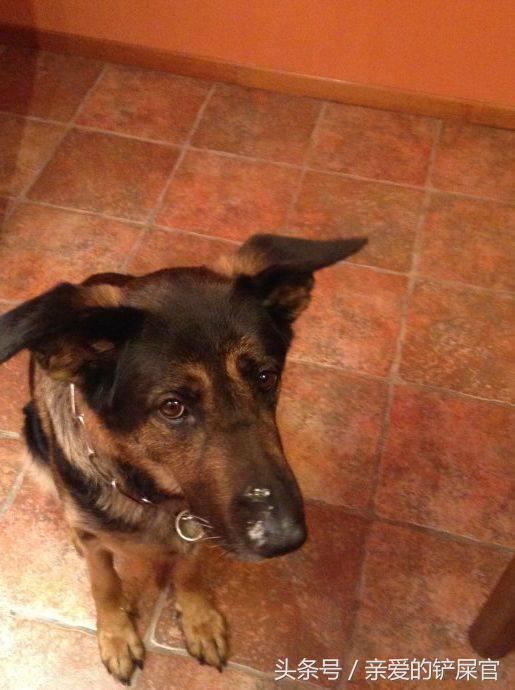 学会这一招狗狗再也不会乱拉乱尿,学会这几招没人再敢欺负你