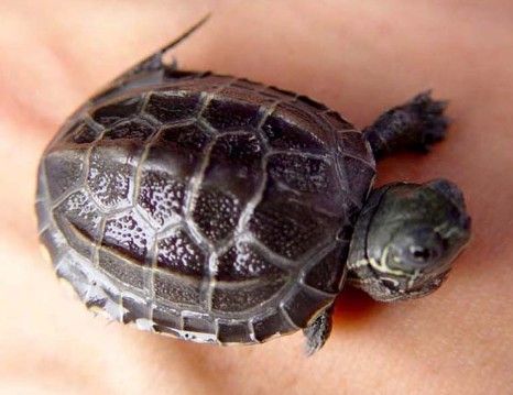 刚出壳的小乌龟怎样养?稚龟饲养注意事项