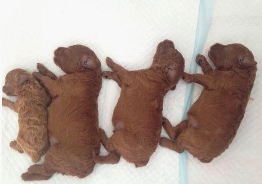 狗妈妈生4只小奶狗,狗妈生了14只小狗